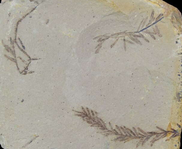 Metasequoia (Dawn Redwood) Fossils - Montana #85761